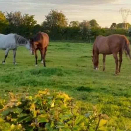 The Hollow Hébergement de vacances