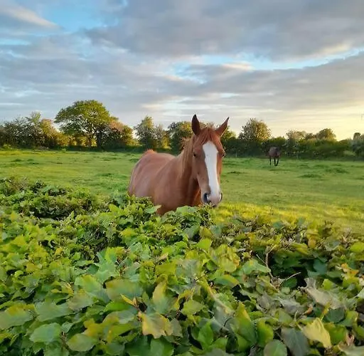 Nyaraló The Hollow *